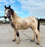 Diverse ponys te koop, Dieren en Toebehoren, Paarden, Minder dan 160 cm, Gechipt, 3 tot 6 jaar, Onbeleerd
