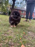 pomeriaan pups, Keeshond, 15 weken tot 1 jaar, Reu, Meerdere