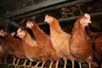 mooie bruine kippen te koop, Dieren en Toebehoren, Pluimvee, Vrouwelijk, Kip