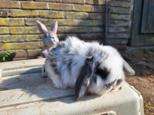Nederlandse hangoor dwerg blauw bont, Dieren en Toebehoren, Konijnen, Dwerg, Mannelijk, 0 tot 2 jaar, Hangoor