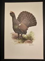 Auerhoen, Verzenden, 1980 tot heden, Zo goed als nieuw, Dier