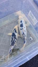 2 Koi Karpers, Dieren en Toebehoren, Vissen | Vijvervissen, Karper of Koi