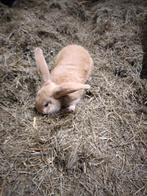 Vlaamse reuzen, Dieren en Toebehoren, Konijnen, Mannelijk, Groot, 0 tot 2 jaar