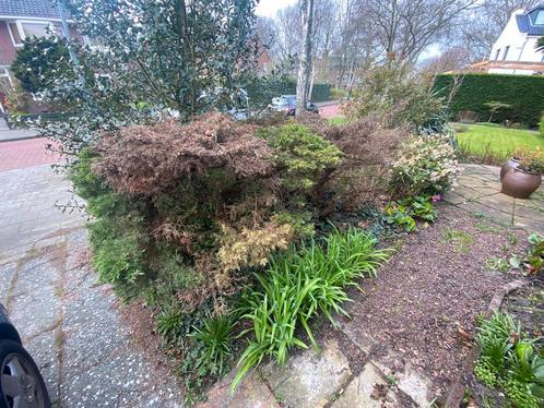 Tuinman aangeboden hovenier & tegels reinigen N-H, Tuin en Terras, Planten | Tuinplanten, Overige soorten, Zomer, Ophalen of Verzenden