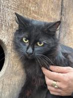 Thor, Dieren en Toebehoren, Katten en Kittens | Overige Katten, Kater, Langharig, 0 tot 2 jaar