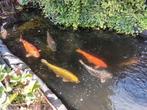 Koi karpers 8 te koop, Dieren en Toebehoren, Vissen | Vijvervissen, Karper of Koi