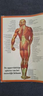Poster A2 spieren vh lichaam, Ophalen of Verzenden, Gebruikt