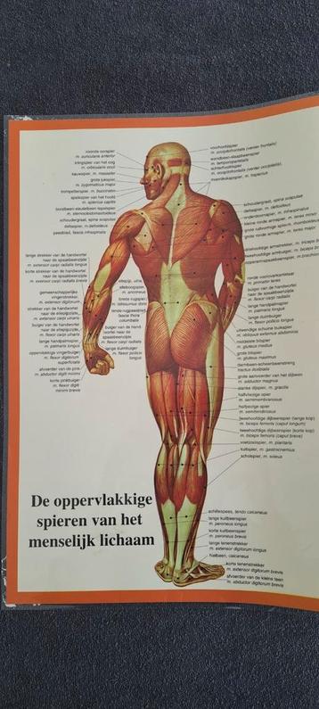 Poster A2 spieren vh lichaam beschikbaar voor biedingen