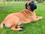 Vriendin gezocht voor onze hond, Dieren en Toebehoren, Teef, Rabiës (hondsdolheid), Eén hond, 3 tot 5 jaar
