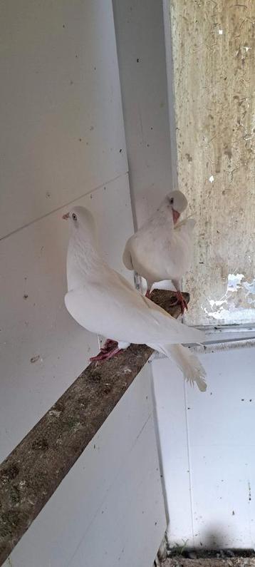 Te koop sierduiven Hagenaars vlieg type  beschikbaar voor biedingen