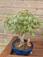 Bonsai Acer orihime, In pot, Minder dan 100 cm, Halfschaduw, Lente