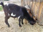 Dwergbokjes, Dieren en Toebehoren, Schapen, Geiten en Varkens, Mannelijk, Geit, 0 tot 2 jaar