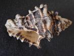 Prachtige grote schelp, Ophalen, Zo goed als nieuw, Sierelement