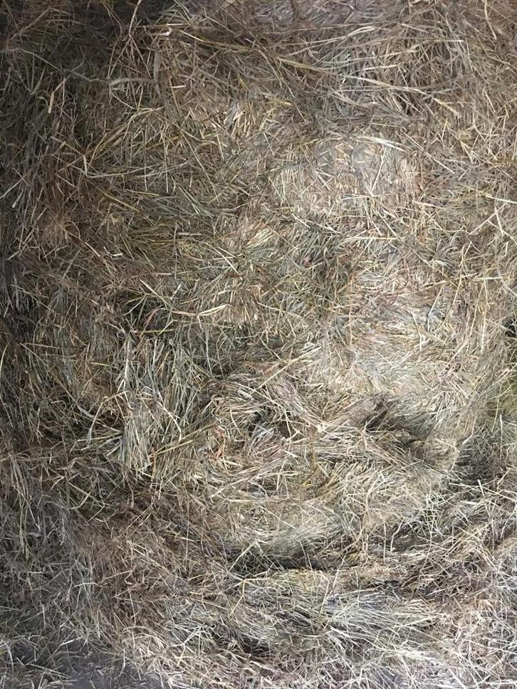 Ronde balen zo goed als hooi, Dieren en Toebehoren, Schapen, Geiten en Varkens, Schaap, Meerdere dieren