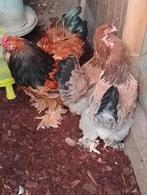 Brahma Rood Broedeieren Zeldzame kleur komt uit Zalmkleur, Dieren en Toebehoren, Pluimvee, Geslacht onbekend, Kip
