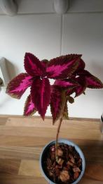 goed gewortelde stek coleus, siernetel, Ophalen, Overige soorten, Minder dan 100 cm