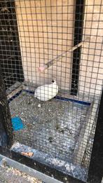 Kwartel haantje, Dieren en Toebehoren, Mannelijk, Parkiet