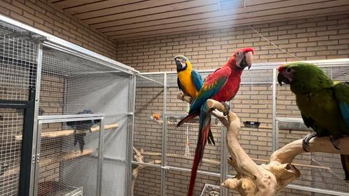 Ara papegaaien Süper tamme 2025, Dieren en Toebehoren, Vogels | Parkieten en Papegaaien, Papegaai, Meerdere dieren, Pratend, Tam
