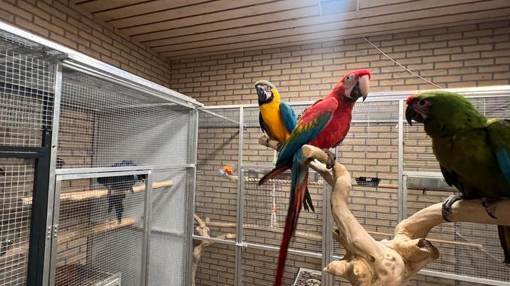 Ara papegaaien Süper tamme 2025, Dieren en Toebehoren, Vogels | Parkieten en Papegaaien, Papegaai, Meerdere dieren, Pratend, Tam