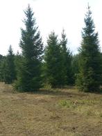 kerstbomen, Tuin en Terras, Planten | Bomen, Ophalen, Overige soorten, 400 cm of meer