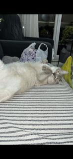 Britse korthaar, Dieren en Toebehoren