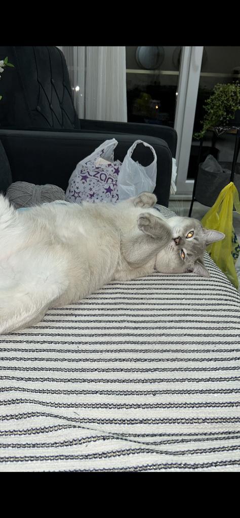 Britse korthaar, Dieren en Toebehoren, Katten en Kittens | Dekkaters