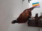 Sier vogel om te monteren, Dieren en Toebehoren, Meerdere dieren