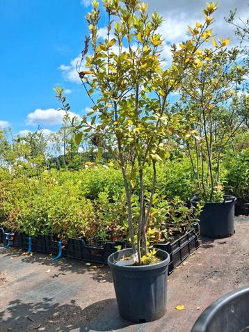 Quercus ilex, meerstammige steeneik nu €53,- !!  beschikbaar voor biedingen