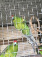 kakariki  man, Dieren en Toebehoren, Mannelijk, Parkiet, Geringd
