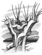 Knotwilg, Ophalen