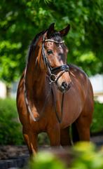 Lieve Indian Rock merrie te koop, Dieren en Toebehoren, Paarden, Merrie, M, Dressuurpaard, 7 tot 10 jaar