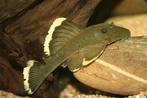 L-Nummers: L047 Baryancistrus chrysolomus, Vis, Zoetwatervis