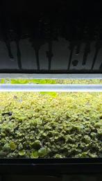 Drijfplanten, Ophalen, Zo goed als nieuw, Plant(en), Steen of Hout