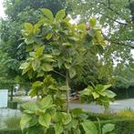 Prachtige jonge magnolia boom ongeveer 2.50 hoog, Ophalen, Zomer, Volle zon, Overige soorten