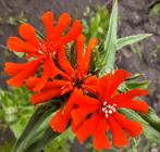 Lychnis chalcedonica, Ophalen of Verzenden, Volle zon