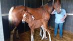 prachtige bonte merrie met zeer luxe bont hengst veulen, Dieren en Toebehoren, Paarden, Merrie, 160 tot 165 cm, 0 tot 2 jaar