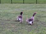 Koppel Toulouse ganzen, Dieren en Toebehoren, Pluimvee, Meerdere dieren, Gans of Zwaan