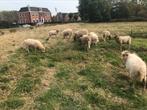 Te Koop heide schapen. Per stuk, Dieren en Toebehoren, Meerdere dieren, Schaap, 0 tot 2 jaar