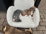 Deze jackies mogen mee naar der vaste plekkies, Dieren en Toebehoren, Honden | Jack Russells en Terriërs, Jack Russell Terriër