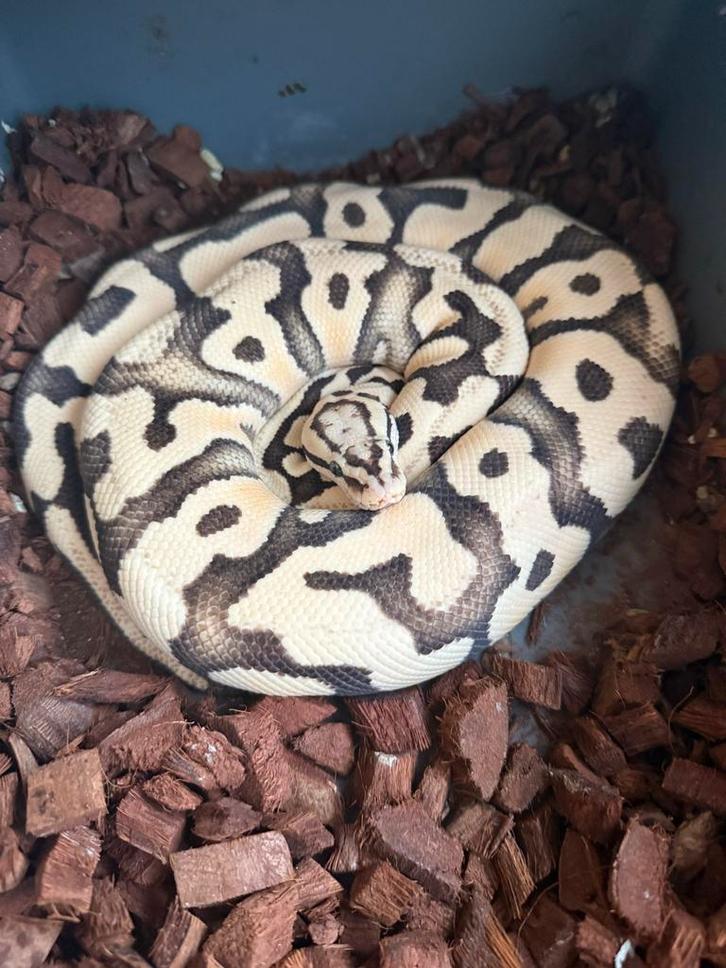 Harlequin Pastel Desert Ghost het Cryptic 0.1 Koningspython Ball Python - female for sale from Mick