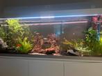 Levende haven zoetwateraquarium, Dieren en Toebehoren, Ophalen, Gevuld zoetwateraquarium