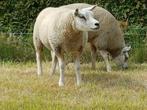 Raszuivere Texelaar stamboek ooien, Dieren en Toebehoren, Schapen, Geiten en Varkens, Vrouwelijk, Schaap, 0 tot 2 jaar
