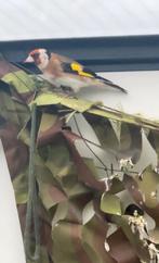 Putter pop (bloemputter), Dieren en Toebehoren, Vogels | Overige Vogels, Vrouwelijk, Wildzangvogel, Geringd