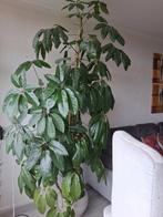 Schefflera plant, Ophalen, Overige soorten, Minder dan 100 cm