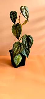 Philodendron Brandtianum – babyplant , Huis en Inrichting, Kamerplanten, Ophalen of Verzenden, Overige soorten, Minder dan 100 cm