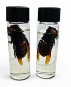 Japanse hoornaar op sterk water PREPARATENSHOP, Verzamelen, Dierenverzamelingen, Nieuw, Opgezet dier, Ophalen of Verzenden, Insect