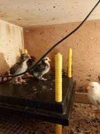 Cochin kriel kuikens zie omschrijving., Dieren en Toebehoren, Pluimvee | Toebehoren, Ophalen, Nieuw, Overige typen
