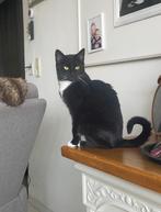 Gezocht: een gouden mandje voor poes Angela, Dieren en Toebehoren, Katten en Kittens | Overige Katten, Poes, Kortharig, 3 tot 5 jaar