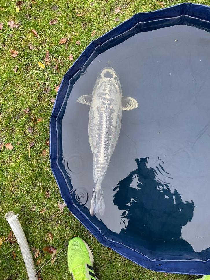 Japanse Kikokuryu koi, Dieren en Toebehoren, Vissen | Vijvervissen, Karper of Koi