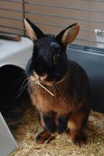 Dwergkonijnen, Dieren en Toebehoren, Konijnen, Vrouwelijk, Dwerg, 0 tot 2 jaar